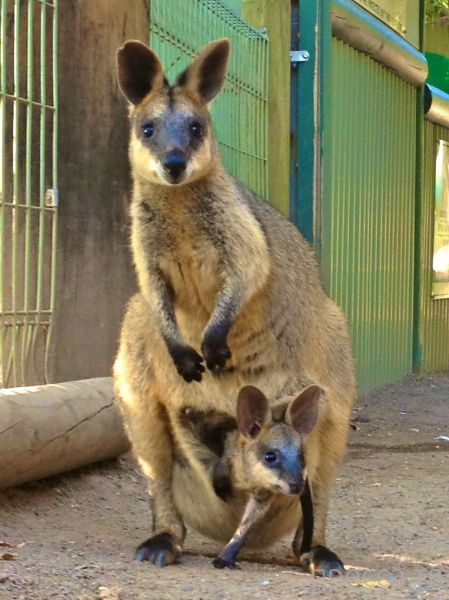 ����� �������� - �������� ��������, ����� 12 (44 ����)