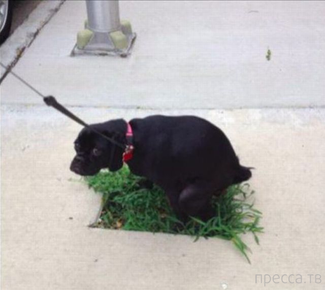 ����� �������� - �������� ��������, ����� 12 (44 ����)