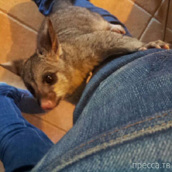 ����� �������� - �������� ��������, ����� 12 (44 ����)