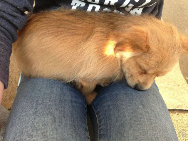 ����� �������� - �������� ��������, ����� 12 (44 ����)