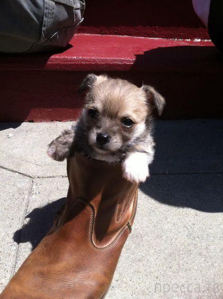 ����� �������� - �������� ��������, ����� 12 (44 ����)