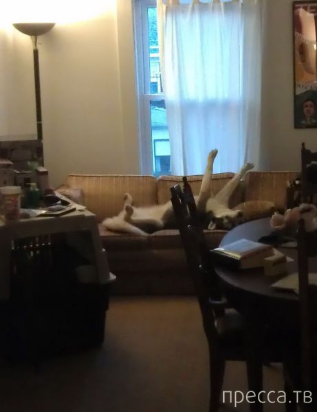 ����� �������� - �������� ��������, ����� 12 (44 ����)