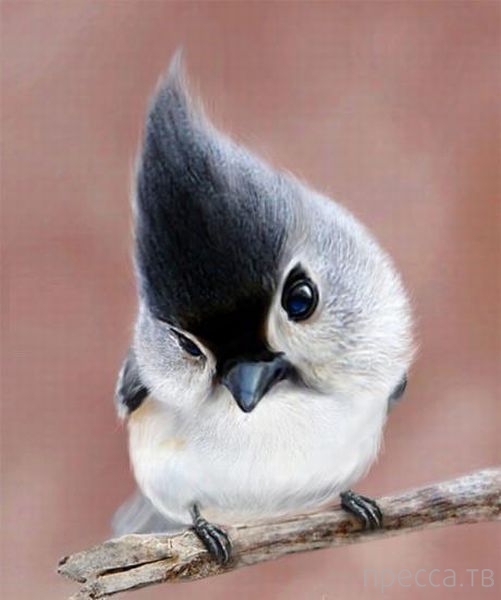 ����� �������� - �������� ��������, ����� 12 (44 ����)