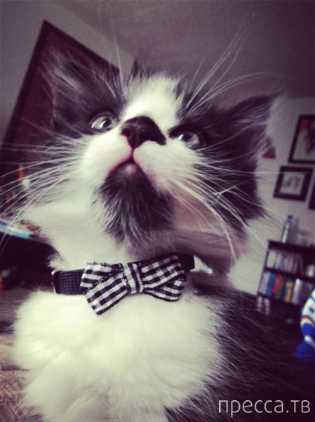 ����� �������� - �������� ��������, ����� 12 (44 ����)