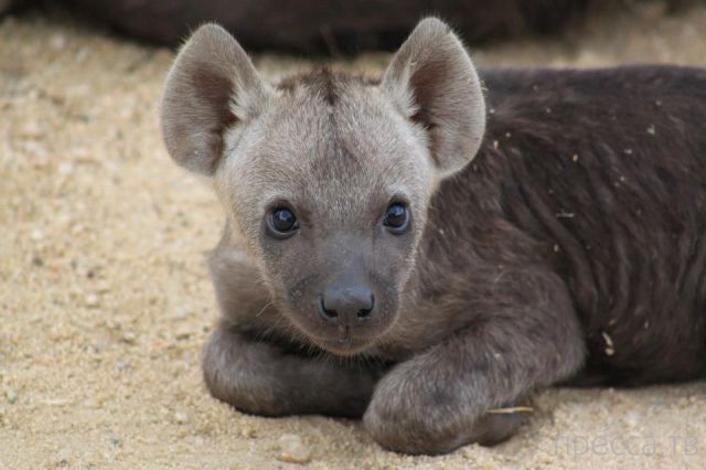 ����� �������� - �������� ��������, ����� 12 (44 ����)