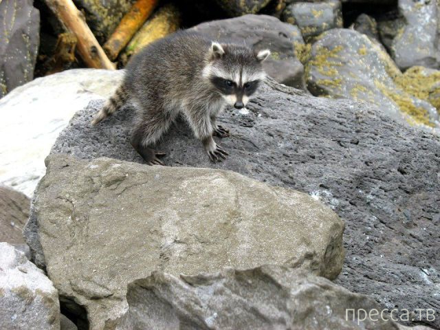 ����� �������� - �������� ��������, ����� 12 (44 ����)