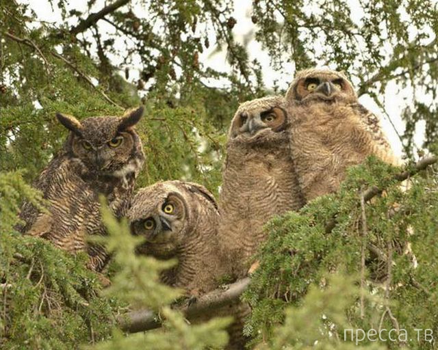 ����� �������� - �������� ��������, ����� 12 (44 ����)