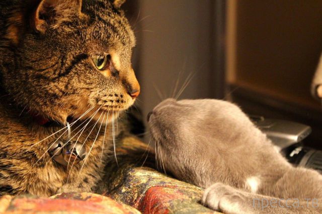 ����� �������� - �������� ��������, ����� 12 (44 ����)