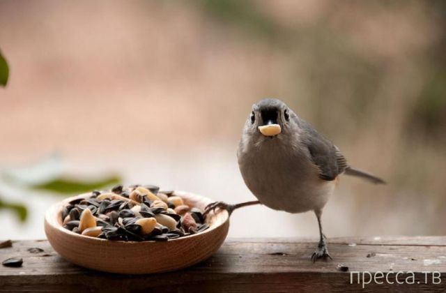 ����� �������� - �������� ��������, ����� 12 (44 ����)