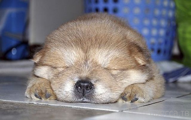 ����� �������� - �������� ��������, ����� 12 (44 ����)