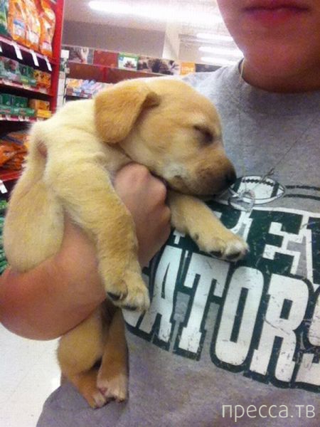 ����� �������� - �������� ��������, ����� 12 (44 ����)