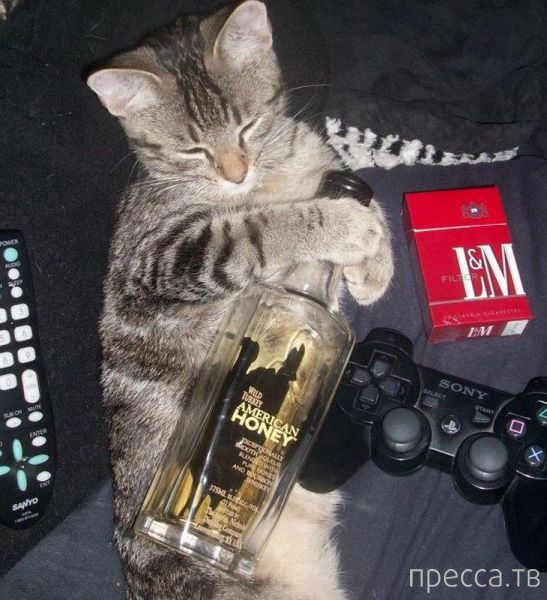 ����� �������� - �������� ��������, ����� 12 (44 ����)