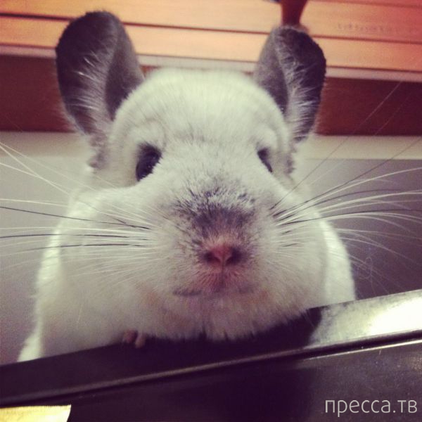 ����� �������� - �������� ��������, ����� 12 (44 ����)