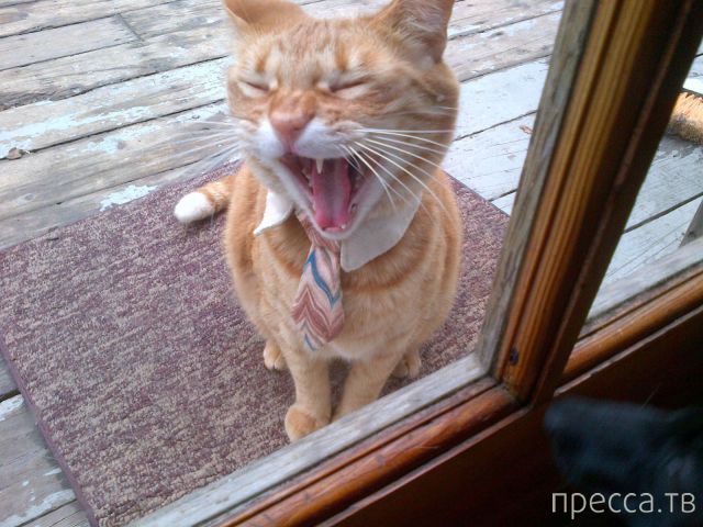 ����� �������� - �������� ��������, ����� 12 (44 ����)