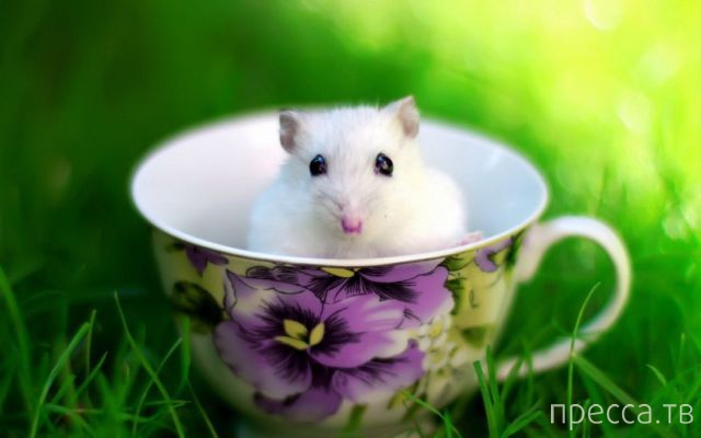 ����� �������� - �������� ��������, ����� 12 (44 ����)