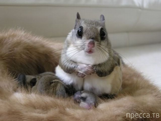 ����� �������� - �������� ��������, ����� 13 (48 ����)