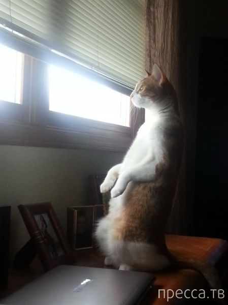 ����� �������� - �������� ��������, ����� 13 (48 ����)