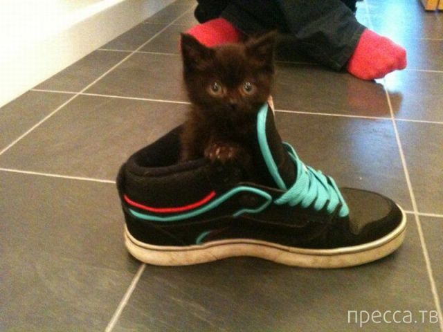 ����� �������� - �������� ��������, ����� 13 (48 ����)