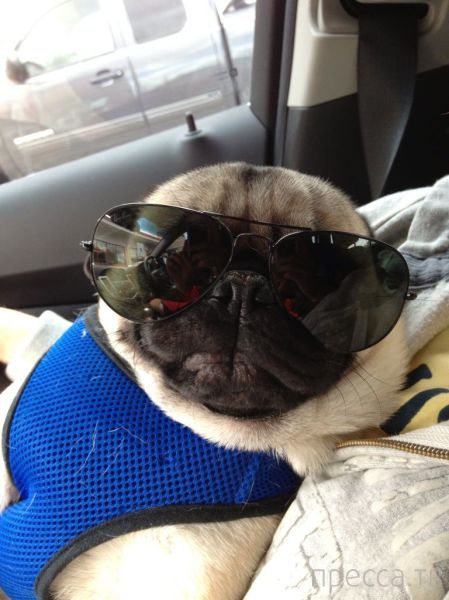 ����� �������� - �������� ��������, ����� 13 (48 ����)