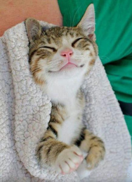 ����� �������� - �������� ��������, ����� 13 (48 ����)