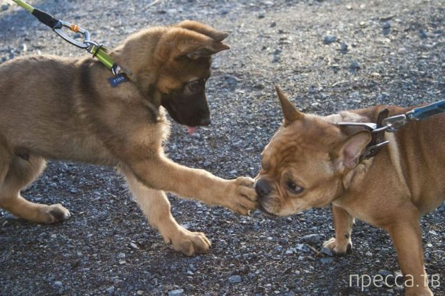 ����� �������� - �������� ��������, ����� 13 (48 ����)