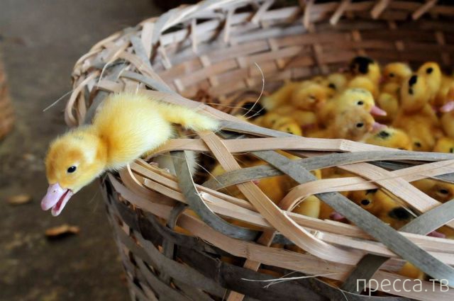 ����� �������� - �������� ��������, ����� 13 (48 ����)