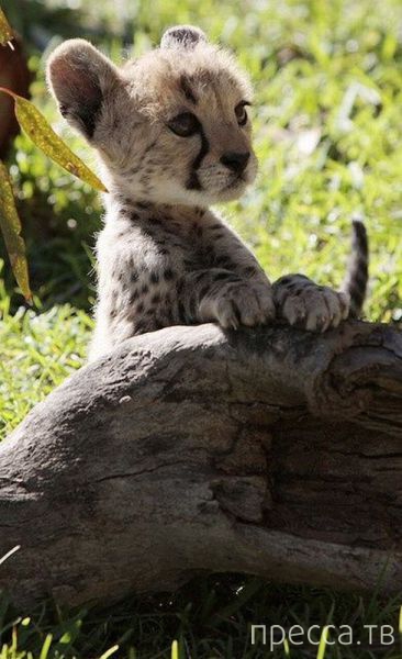 ����� �������� - �������� ��������, ����� 13 (48 ����)