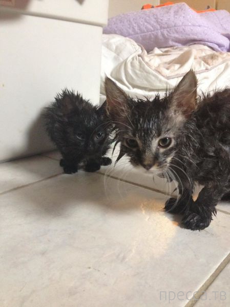 ����� �������� - �������� ��������, ����� 13 (48 ����)