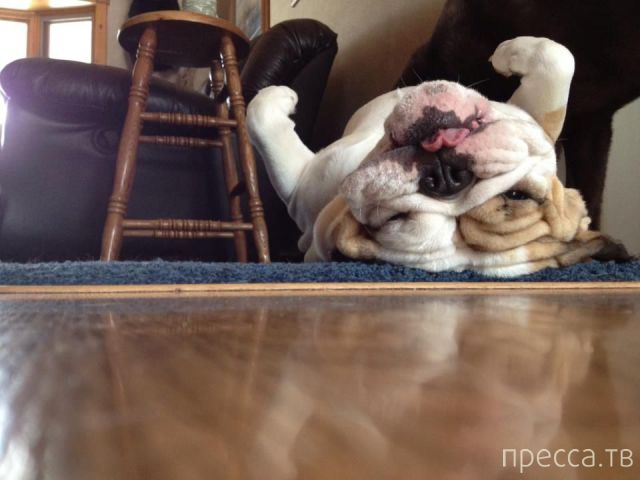 ����� �������� - �������� ��������, ����� 13 (48 ����)