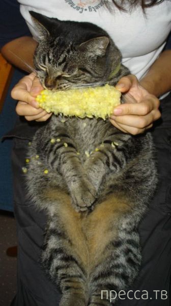 ����� �������� - �������� ��������, ����� 13 (48 ����)