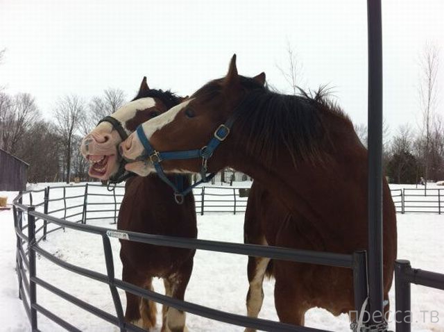 ����� �������� - �������� ��������, ����� 13 (48 ����)