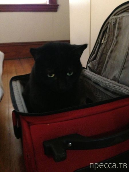 ����� �������� - �������� ��������, ����� 13 (48 ����)