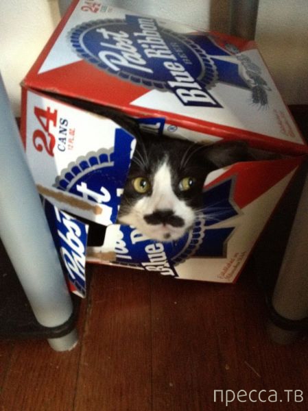 ����� �������� - �������� ��������, ����� 13 (48 ����)