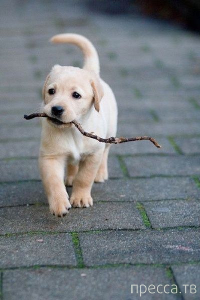 ����� �������� - �������� ��������, ����� 13 (48 ����)