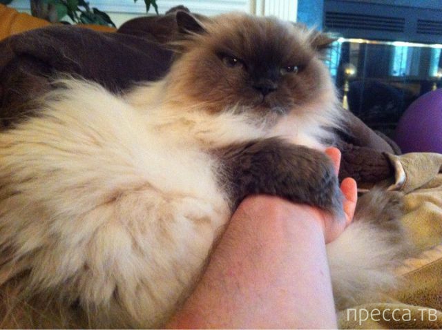 ����� �������� - �������� ��������, ����� 13 (48 ����)