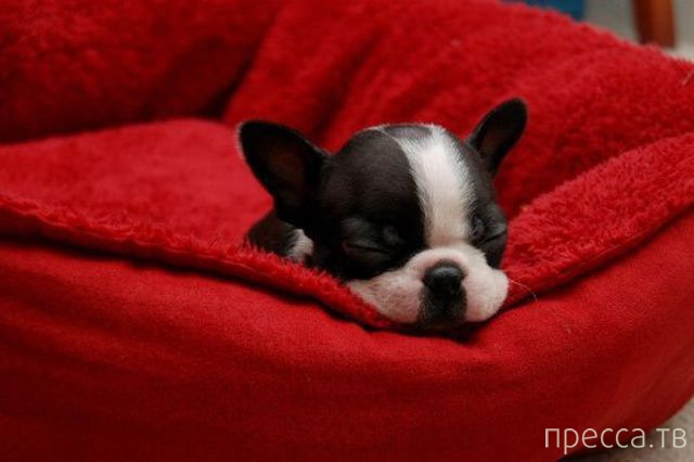 ����� �������� - �������� ��������, ����� 13 (48 ����)