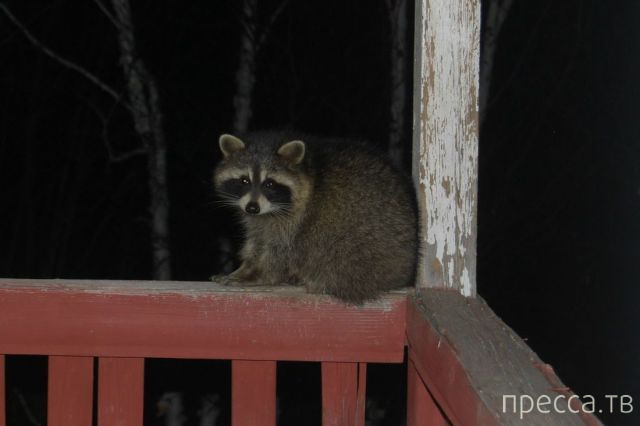 ����� �������� - �������� ��������, ����� 13 (48 ����)