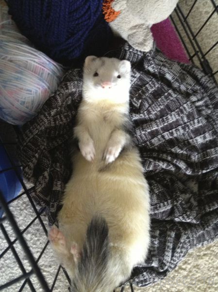 ����� �������� - �������� ��������, ����� 13 (48 ����)