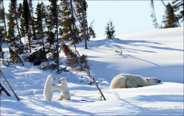 ����� �������� - �������� ��������, ����� 13 (48 ����)