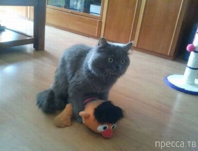 ����� �������� - �������� ��������, ����� 13 (48 ����)