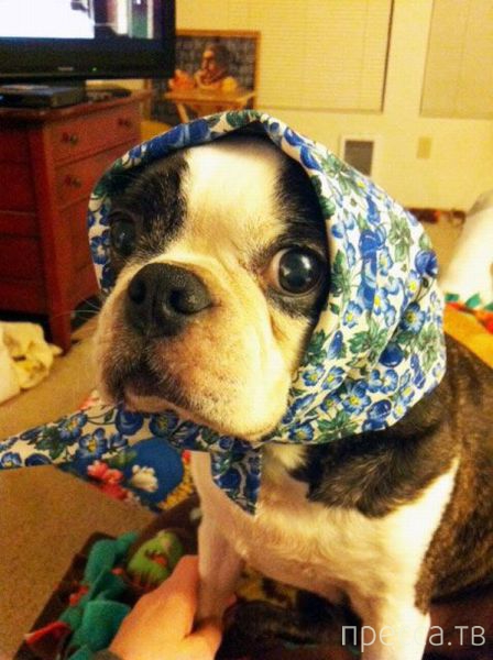 ����� �������� - �������� ��������, ����� 13 (48 ����)