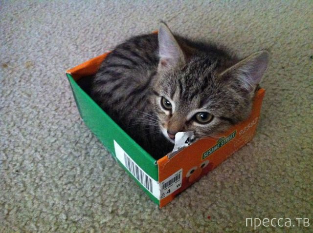 ����� �������� - �������� ��������, ����� 13 (48 ����)