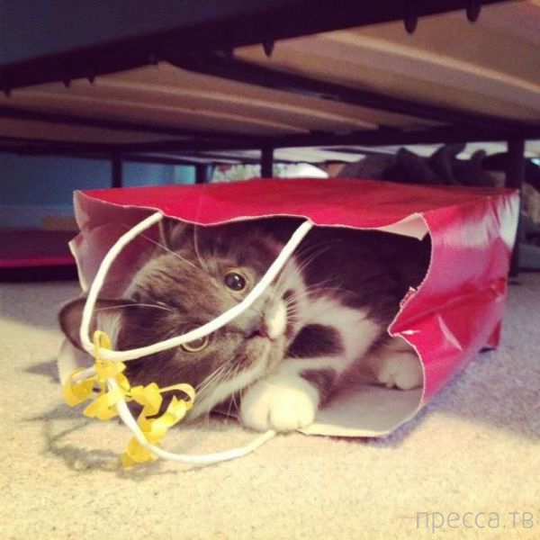 ����� �������� - �������� ��������, ����� 13 (48 ����)