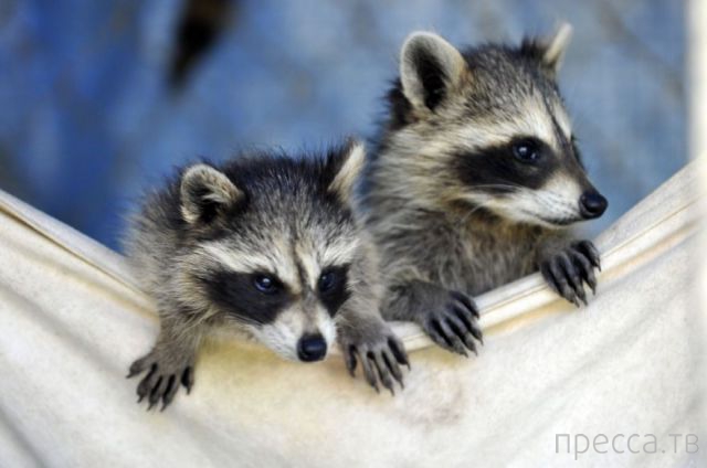 ����� �������� - �������� ��������, ����� 14 (52 ����)