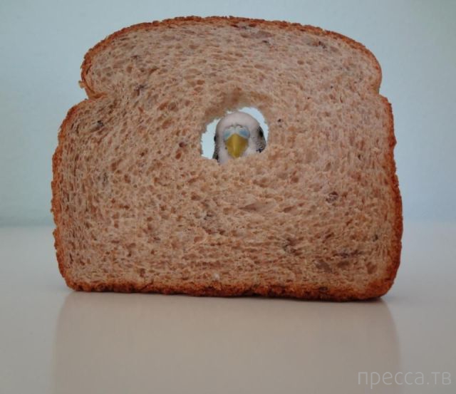 ����� �������� - �������� ��������, ����� 14 (52 ����)