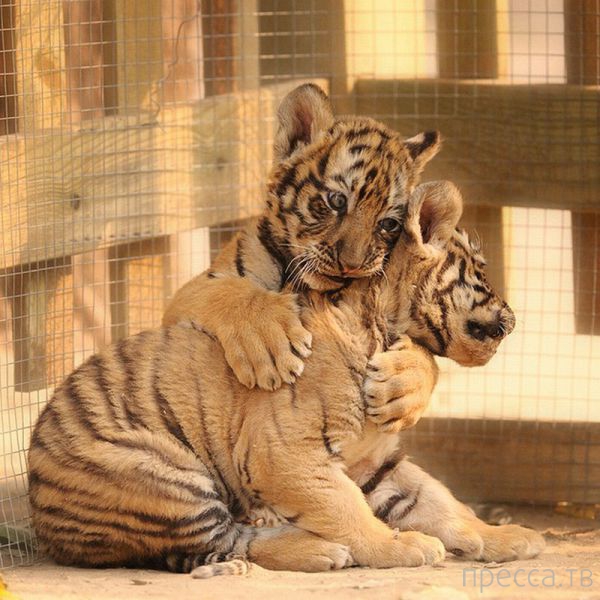 ����� �������� - �������� ��������, ����� 14 (52 ����)