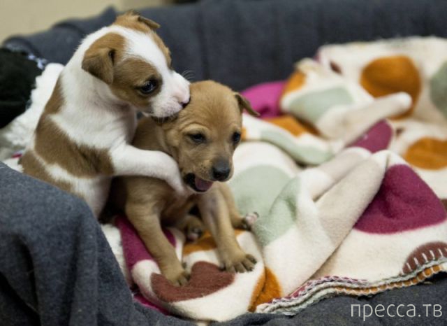 ����� �������� - �������� ��������, ����� 14 (52 ����)