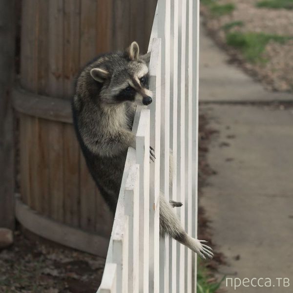 ����� �������� - �������� ��������, ����� 14 (52 ����)