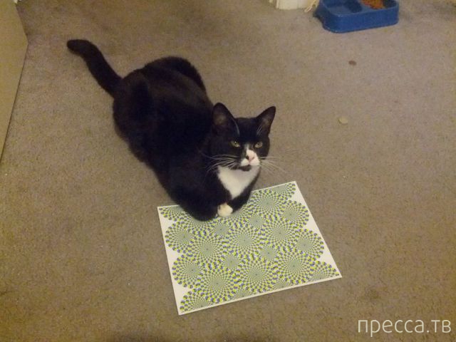 ����� �������� - �������� ��������, ����� 14 (52 ����)