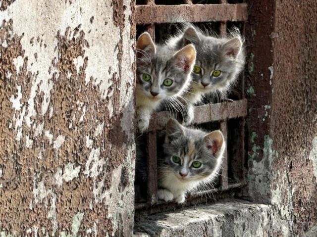 ����� �������� - �������� ��������, ����� 14 (52 ����)